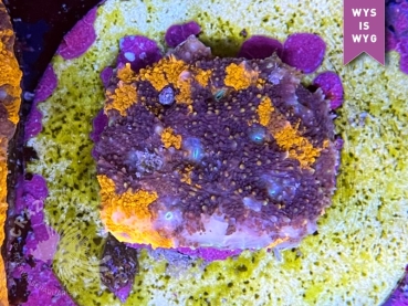 Acanthastrea echinata